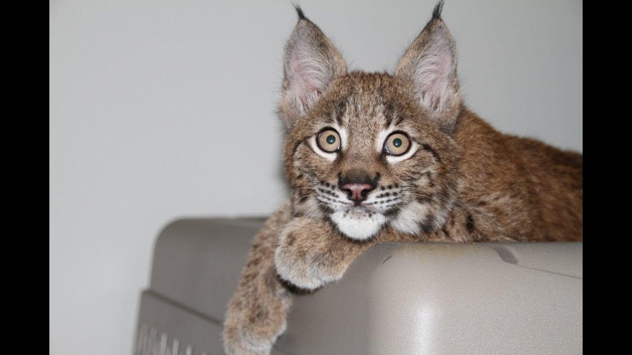 Clicker Training an Exotic Cat