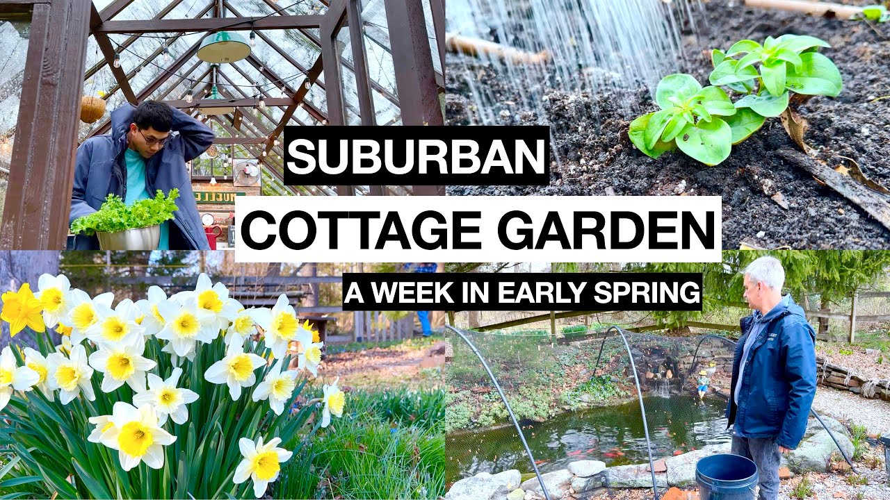 A Week in Suburban Cottage Home Garden - Early Spring | Gardening, Koi Pond, Deer Defense, Cooking