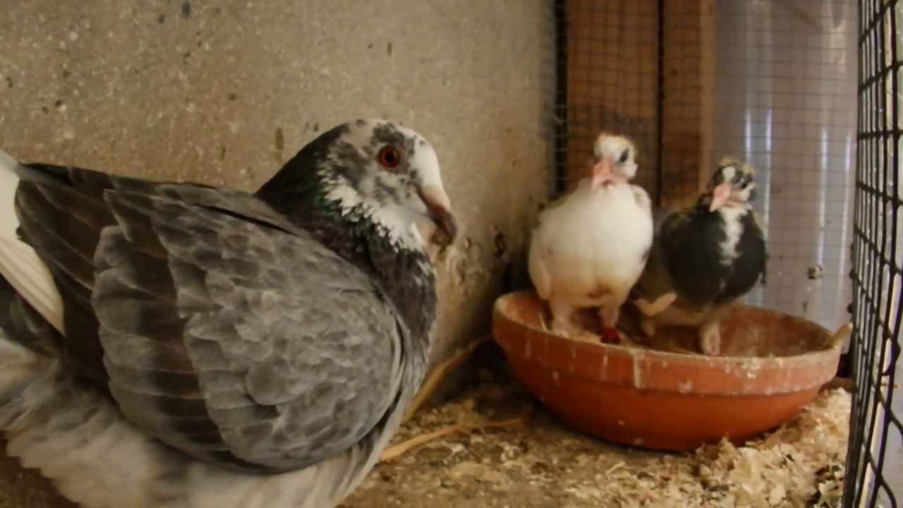 MES BEBE PIGEON VOYAGEUR GRANDISSENT #1