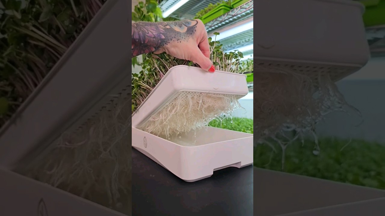 Look at These Microgreen Roots 😍🌱