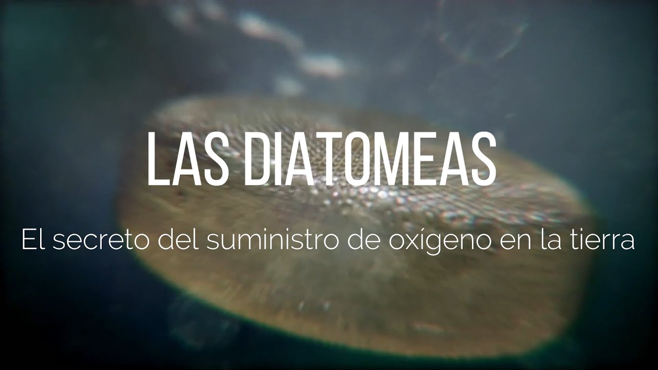 Diatomeas: El secreto del suministro de ox&iacute;geno en la tierra