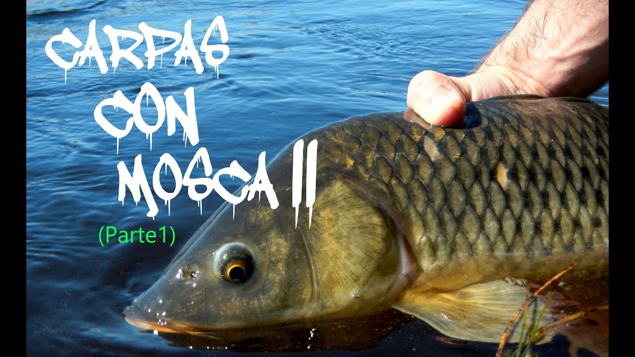 Carpas con mosca II (parte 1)