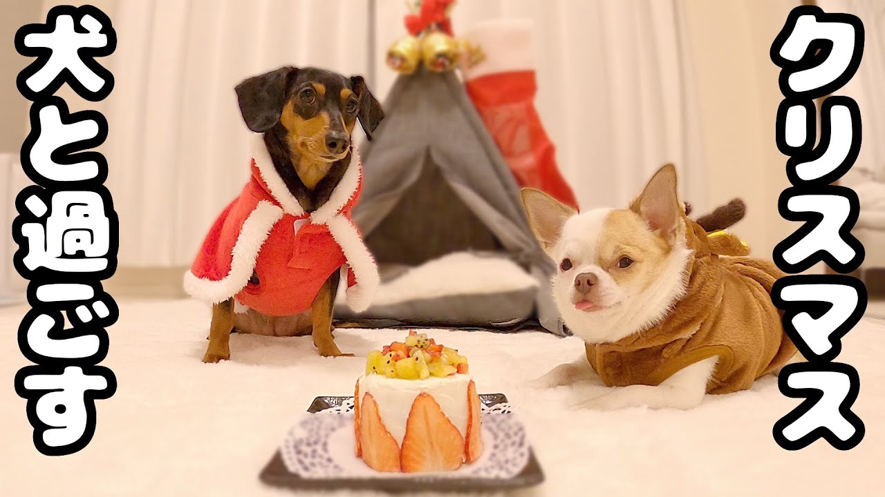 手作りケーキに喜ぶワンコと泥棒に間違われ涙するサンタ