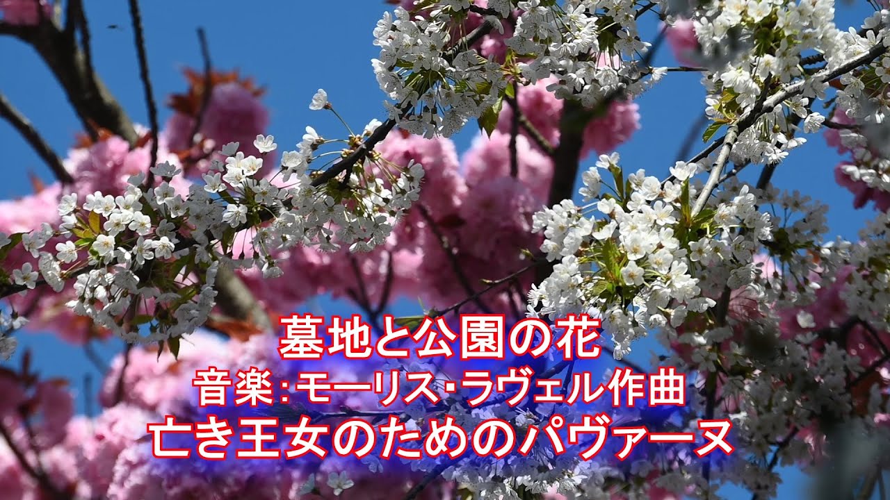 墓地と公園の花　音楽：モーリスラヴェル作曲   亡き王女のためのパヴァーヌ