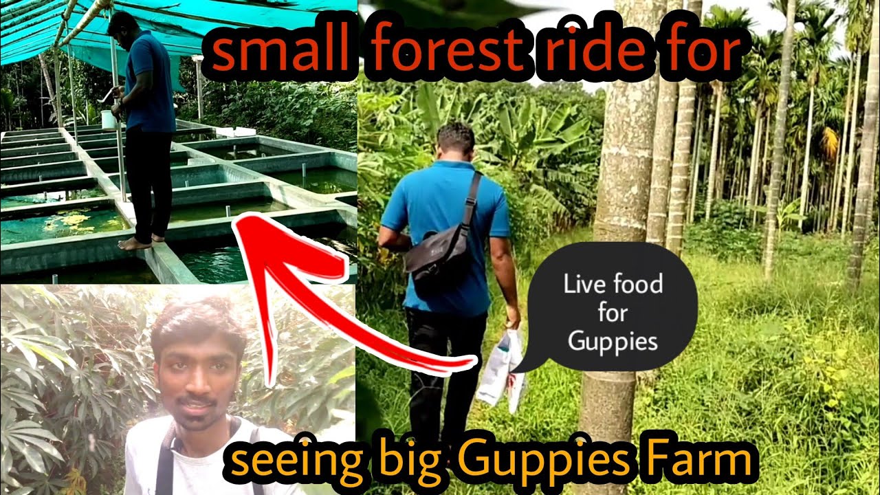 small forest ride for just seeing big Guppies Farm
