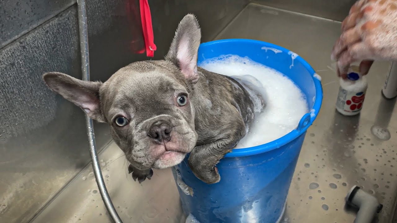 Come FARE il primo BAGNO a un CUCCIOLO di CANE - Bulldog Francese