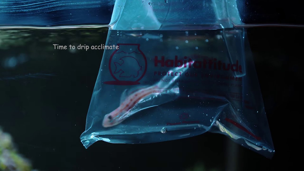 Diamond Goby sand shifter
