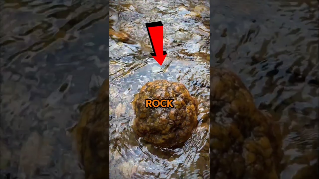 This ordinary looking rock could be life changing!