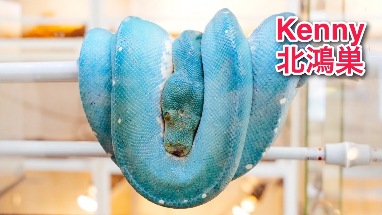 【神回】珍しすぎるヘビ２匹をこのクオリティで見れる日が来るなんて…