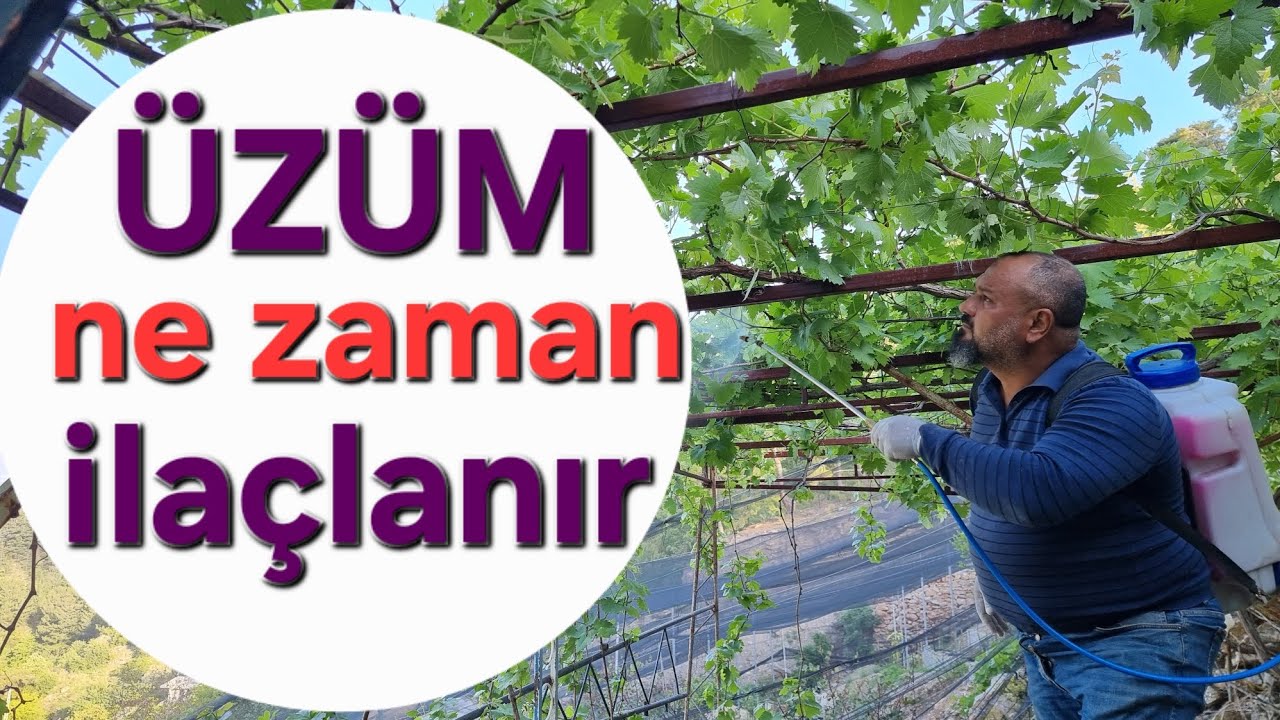 üzüm ne zaman ilaçlanmalı? asma nasıl ilaçlanır? #asma #üzüm #tropikaltopraktv #bağ