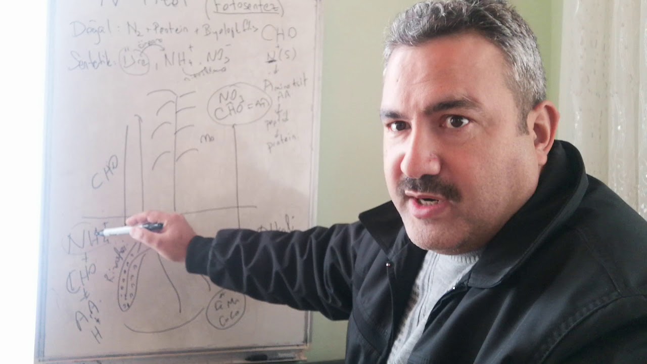 Bitkilerde azotun etkisi, amonyum ve nitrat alım mekanizması, toprağa etkileri