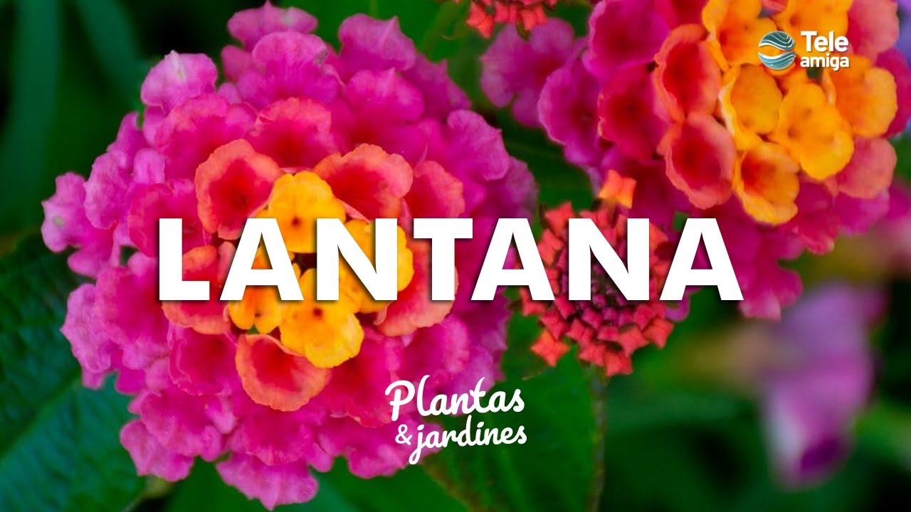 LANTANA - Plantas y Jardines en Teleamiga