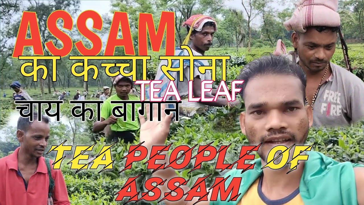 Tea People Of Assam 🙏