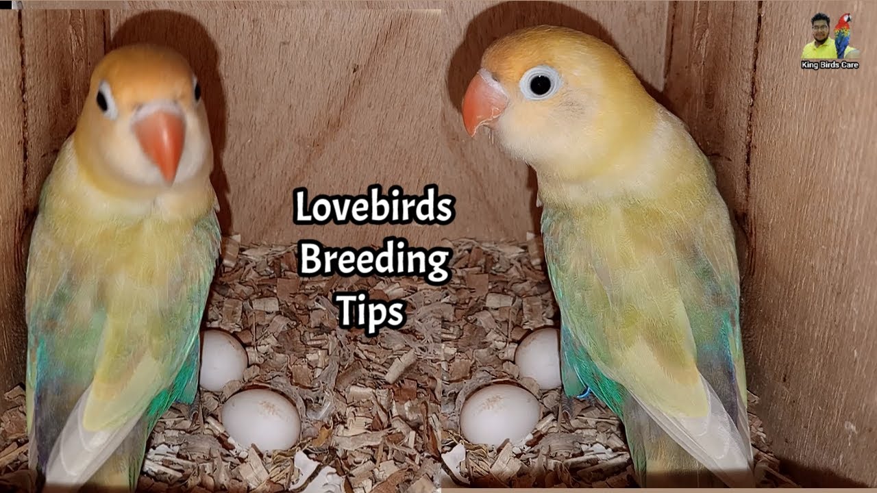 Lovebirds breeding tips | Lovebirds seed wasting problem | Love birds Fisher breeding care tips