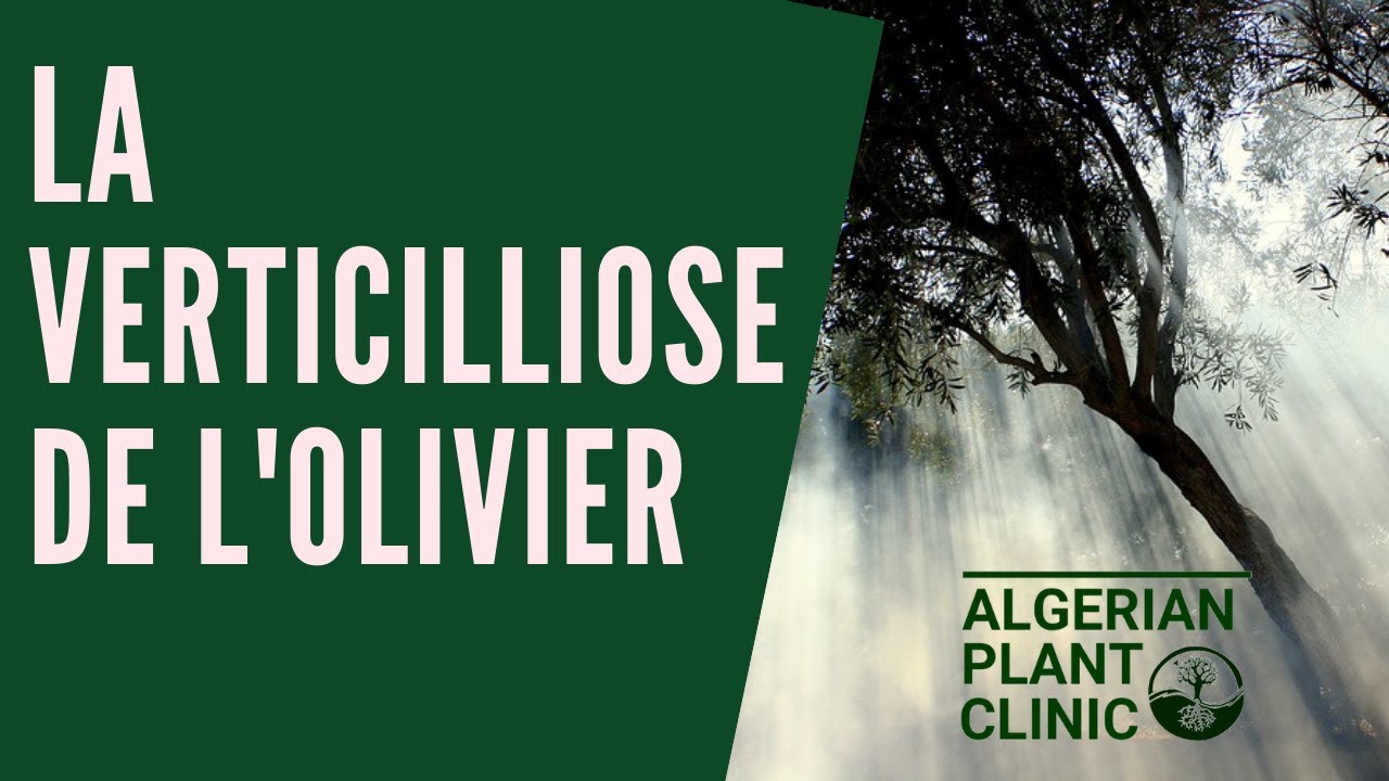 La Verticilliose de l'Olivier