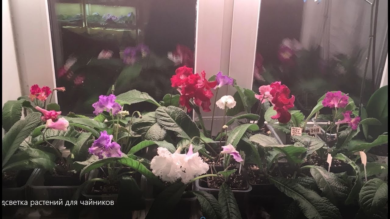 Подсветка растений для начинающих
