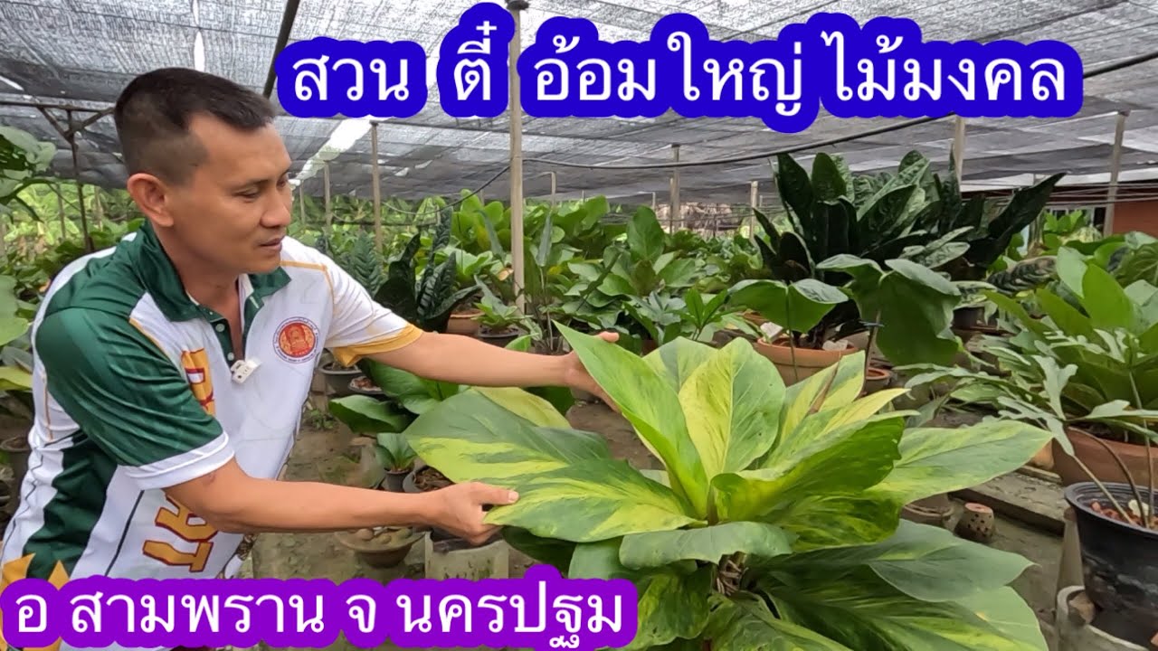 สวนตี๋ อ้อมใหญ่ ไม้มงคล อ.สามพราน จ.นครปฐม