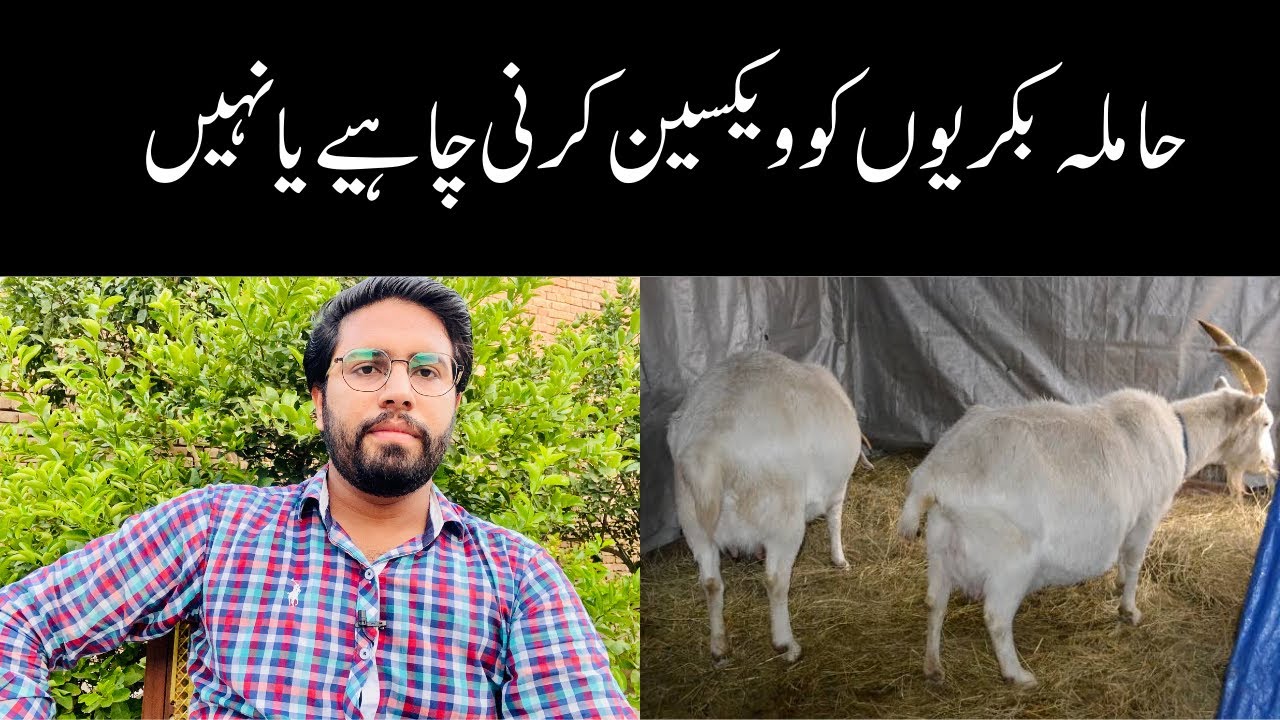 Pregnant Goat should be Vaccinated or Not? || Vaccination in Goats || Dr Noman Ali