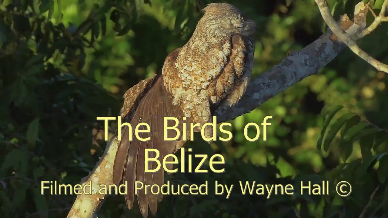 The Birds of Belize, Version 13,  Full DVD