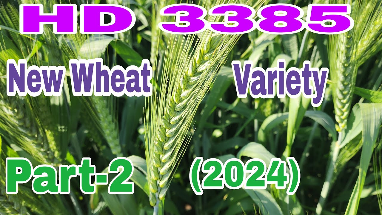 HD 3385 (Part 2) @Tiwana Seed Store Bhawanigarh