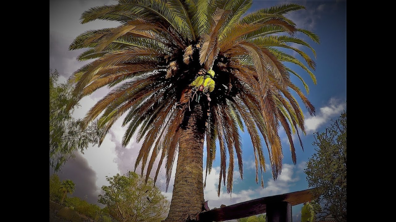 poda de palma Phoenix Canariensis.