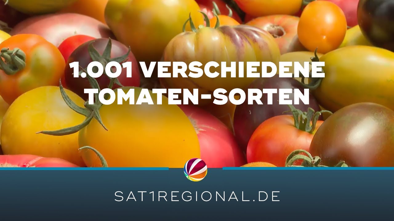 Tomatenzucht: 1.001 verschiedene Sorten auf Bio-Hof
