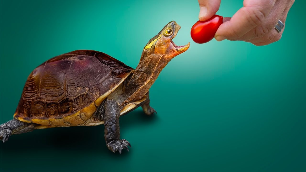 Tour Our Private Tortoise & Turtle Sanctuary! Garden State Tortoise