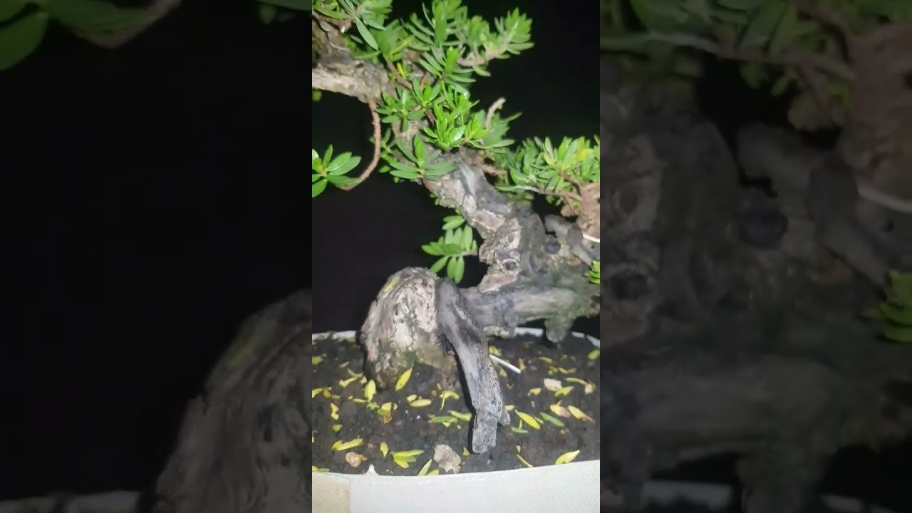 siap di bungkus #bonsai #tree #bonsaicare #bonsaielement #diybonsai #bonsaimania #bonsaisantigi