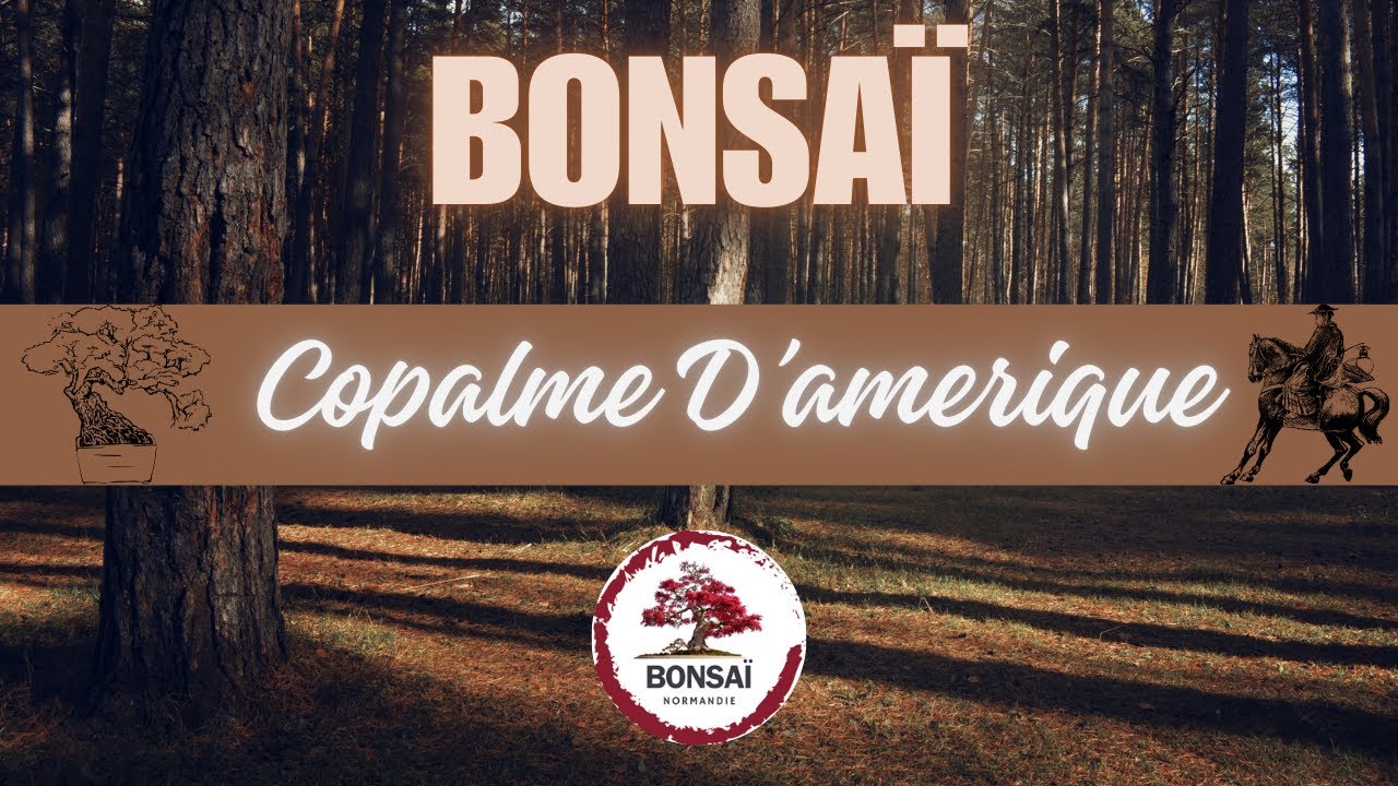 BONSAÏ 🌳 LE COPALME D’AMÉRIQUE