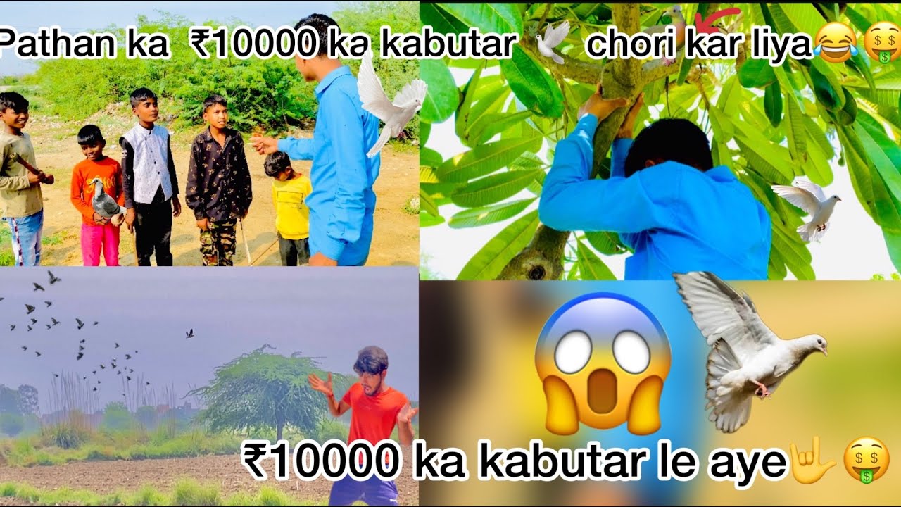 Pathan ka ₹10000 ka kabutar 🕊️ chori kar liya🤑 || pigeon theft from pathan