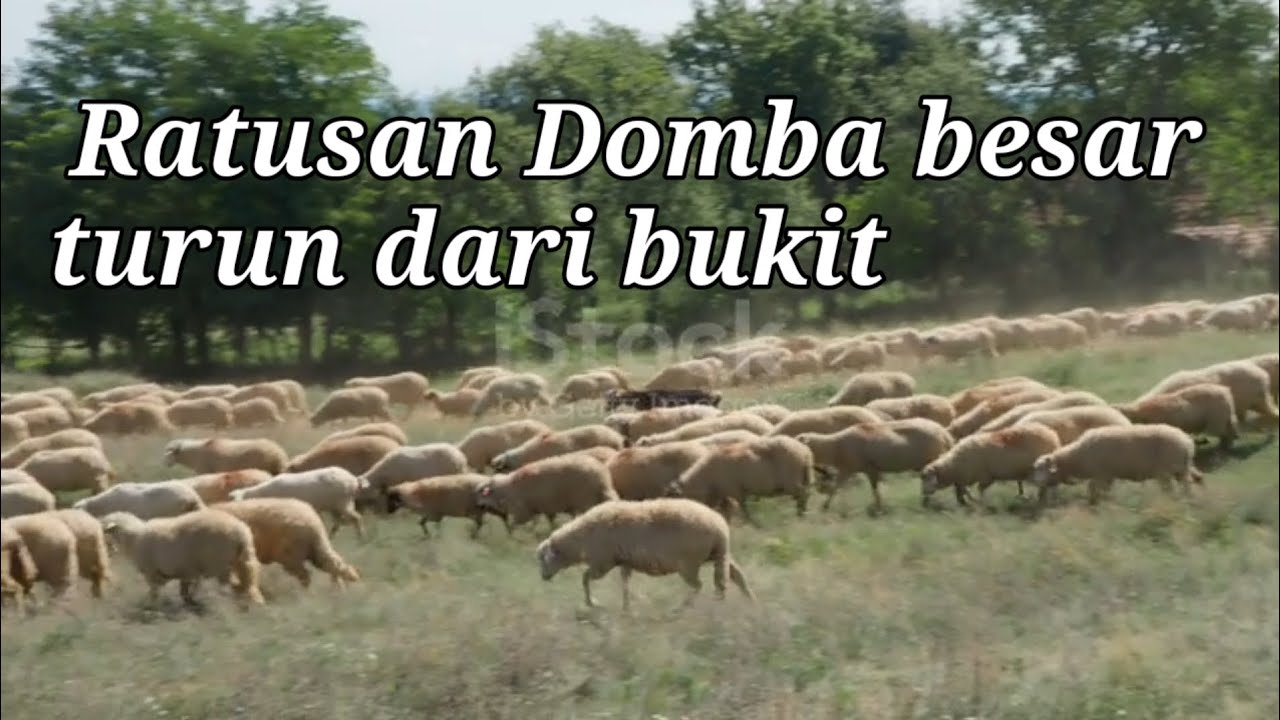 Video kawanan Domba mencari rumput Organik di kawasan pegunungan indah di turki timur 