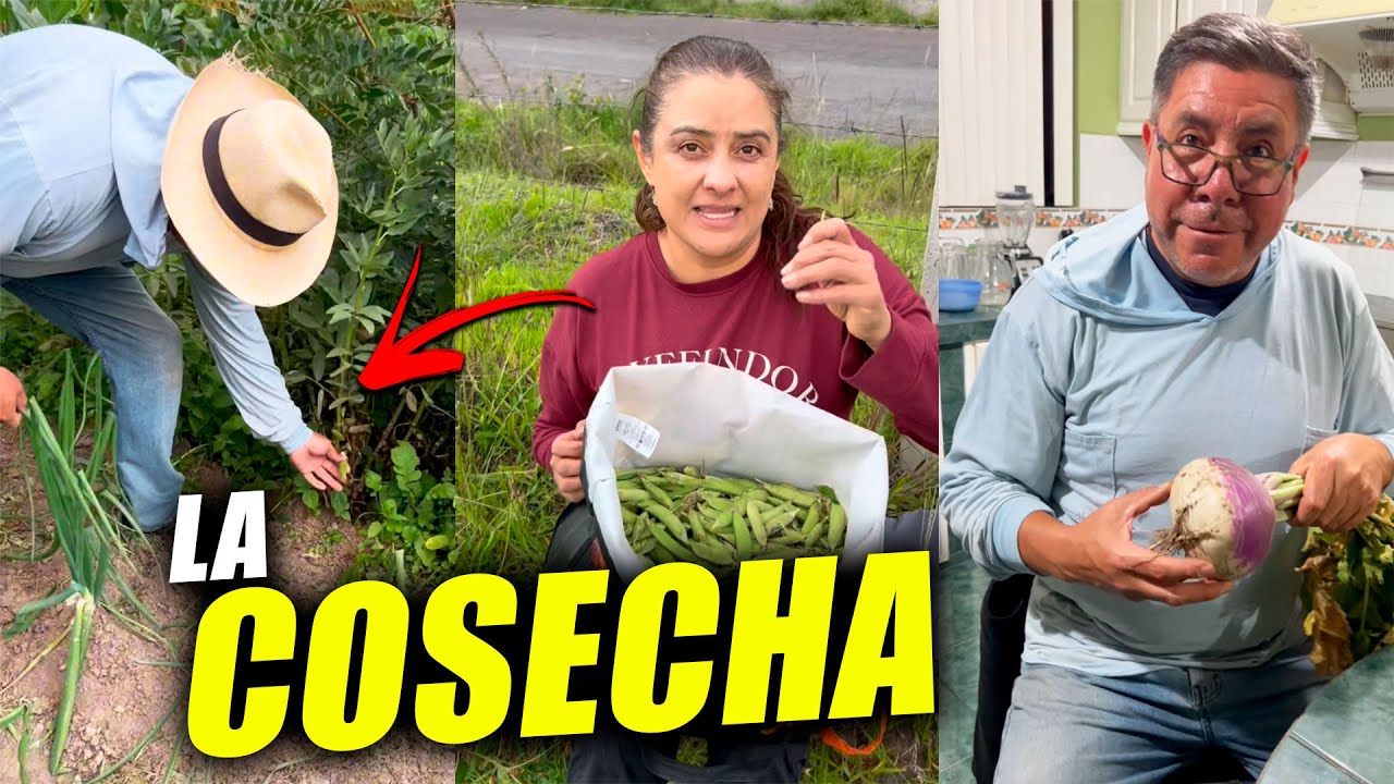 LA PRIMERA COSECHA DEL 2025 🌱❤️(demasiadas alverjas)😱 | Los Morales