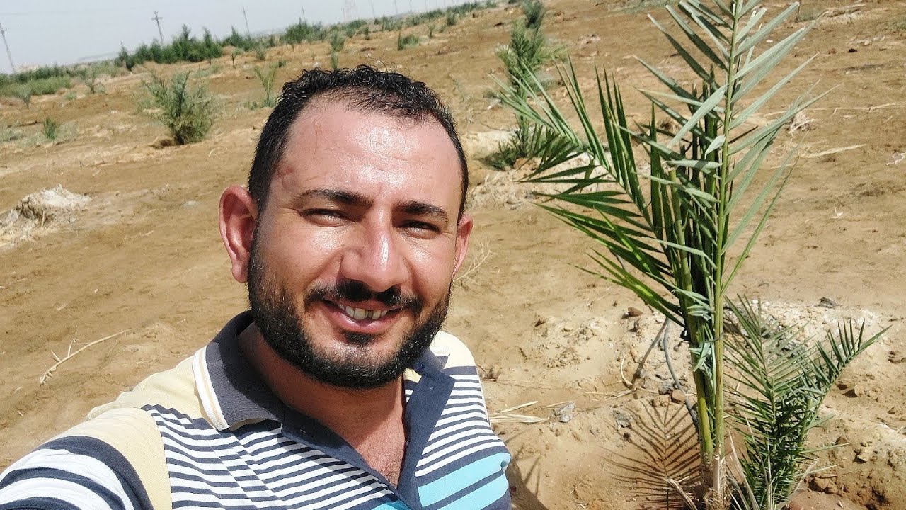 نسبة نجاح زراعة النخيل الصعيدي بفضل الله تعدت95% بالواحات البحرية🌴🙏