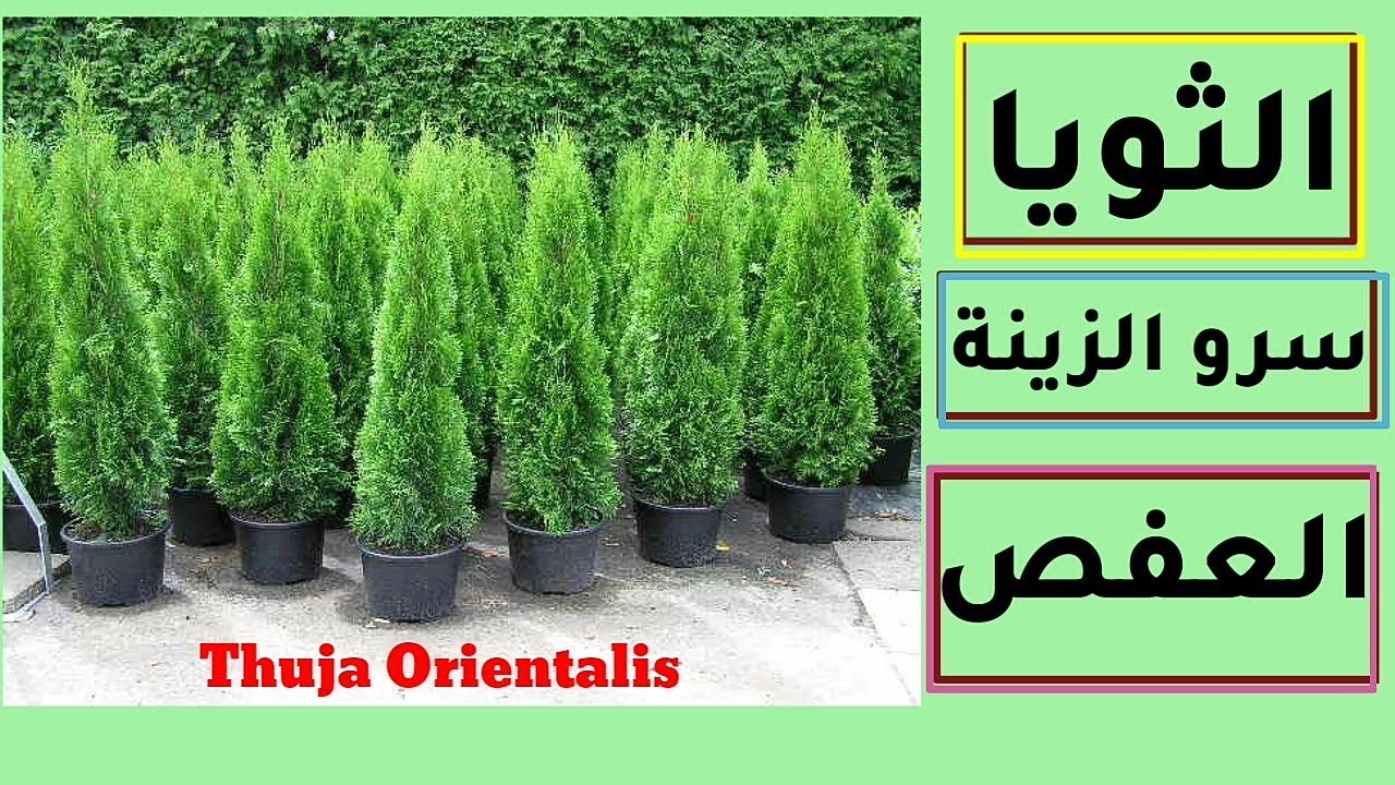 نبات الثويا، العفص الشرقي، سرو الزينة Thuja Orientalis ، كيف تعتني به