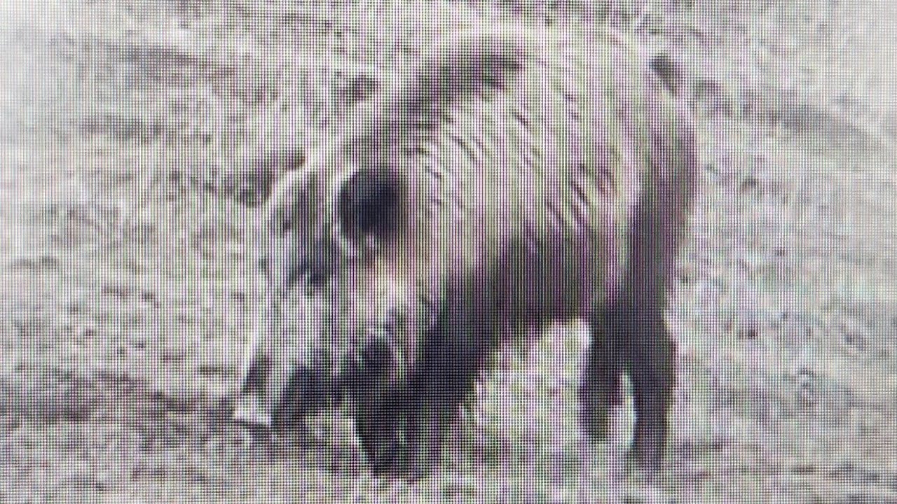 Захватывающие охоты на диких кабанов