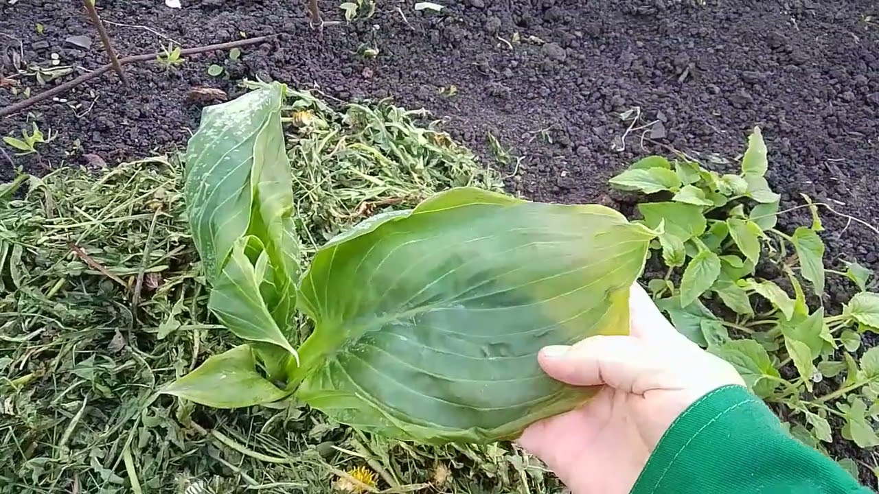 Не только радость, но бывают и огорчения
