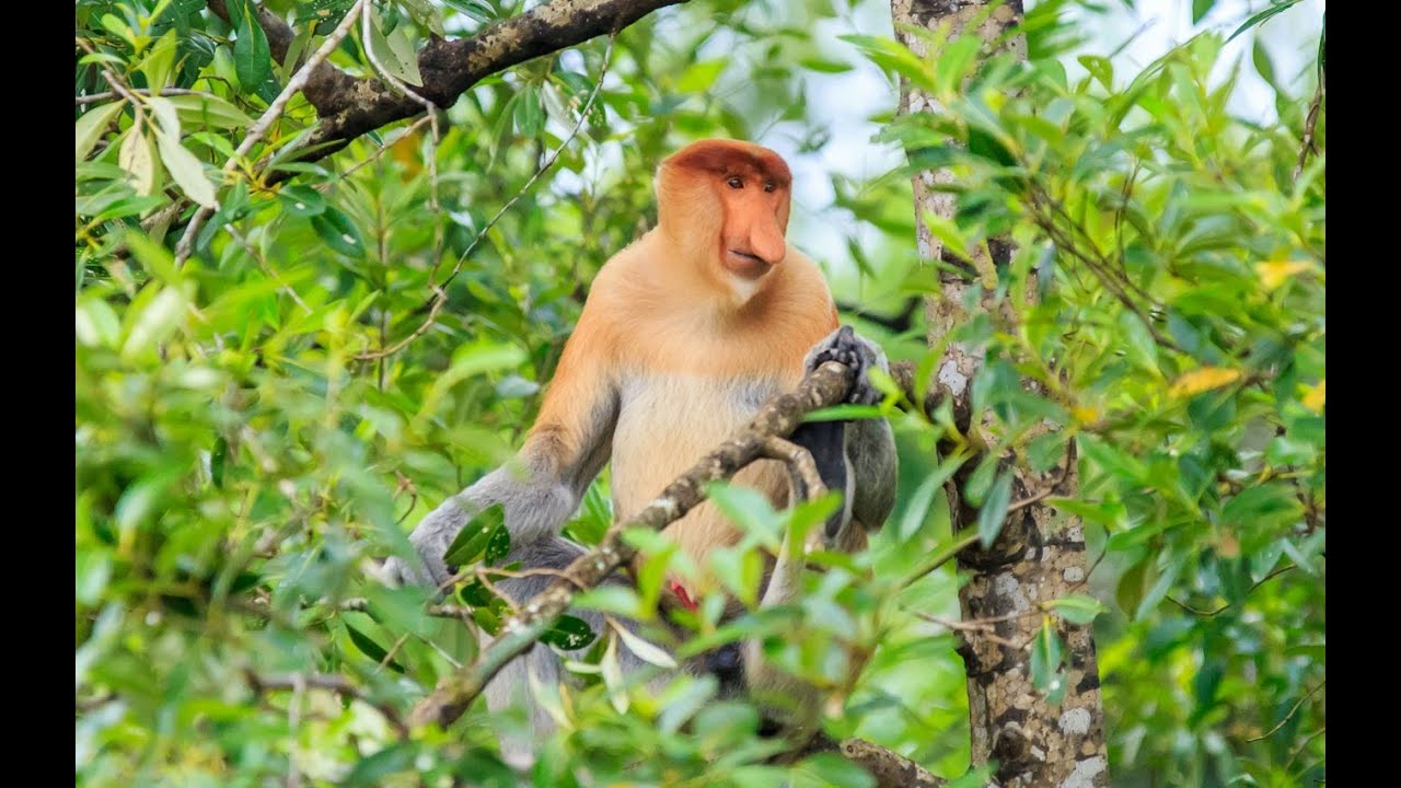 Presentation: The Wildlife of Borneo