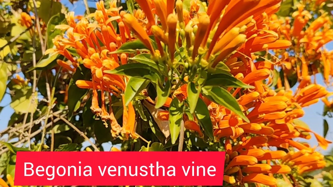 Begonia venustha vine | golden shower vine | flame vine plant care