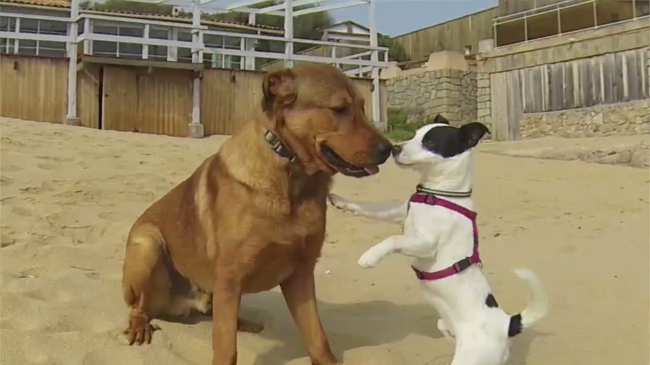 Lucky se fait un petit copain