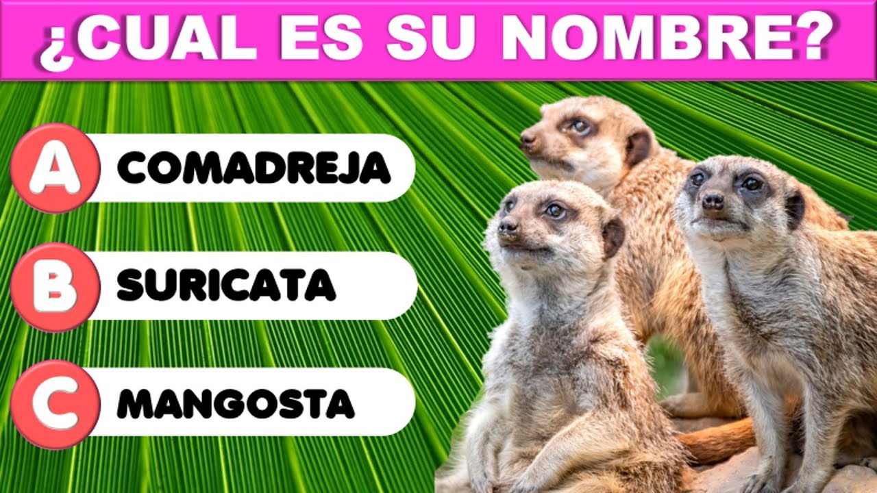 ¿CUÁL ES SU NOMBRE? |ENCUENTRA LA PALABRA| Pon a prueba tu vocabulario