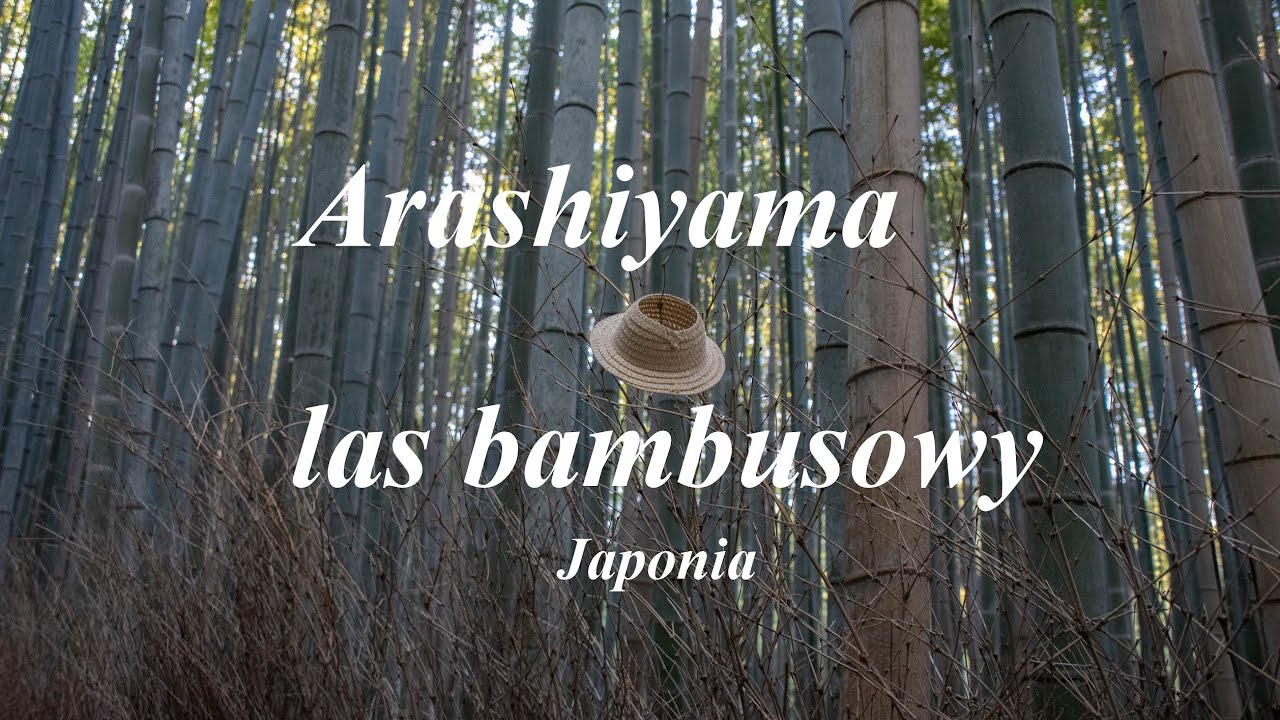 Arashiyama Las Bambusowy Japonia