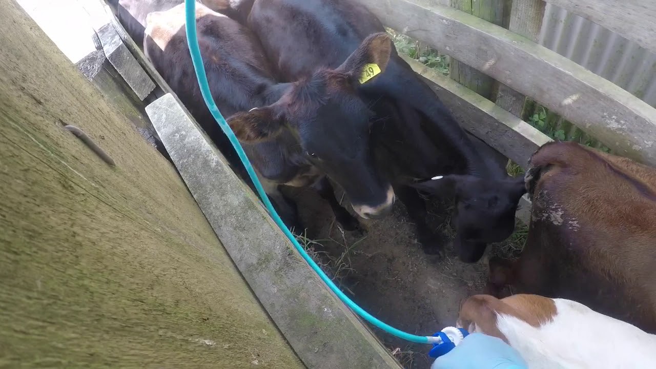 Injecting The Calves With B12, Copper And Drenching Them For Worms