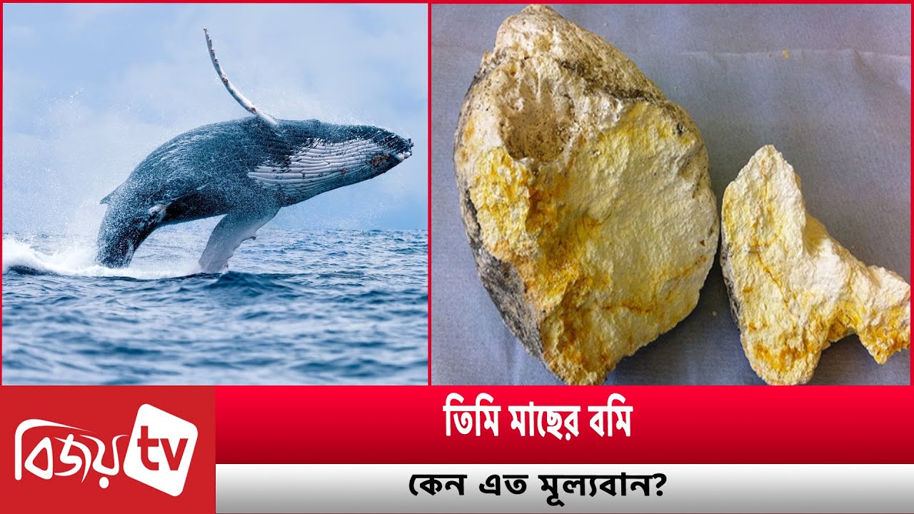 তিমি মাছের বমি কেন এত মূল্যবান? Bijoy TV