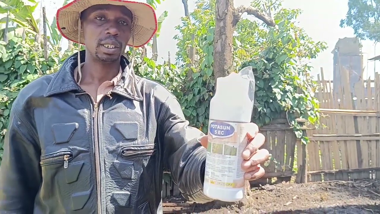 IRISH POTATOES BUSINESS FARMING #004