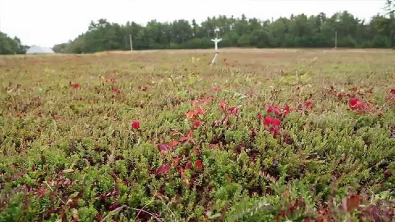 The Cranberry Harvest Experience