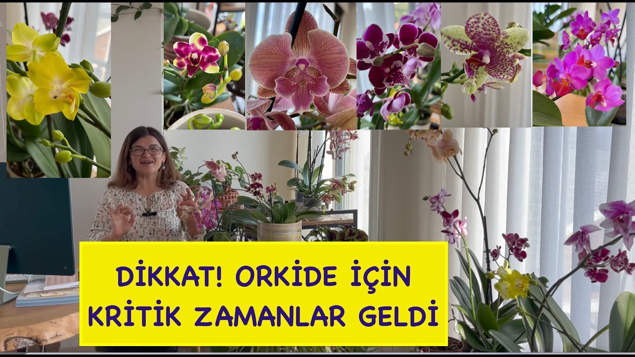 DİKKAT! ORKİDENİN ÇİÇEK AÇMASINDA KRİTİK ZAMANA GİRDİK!