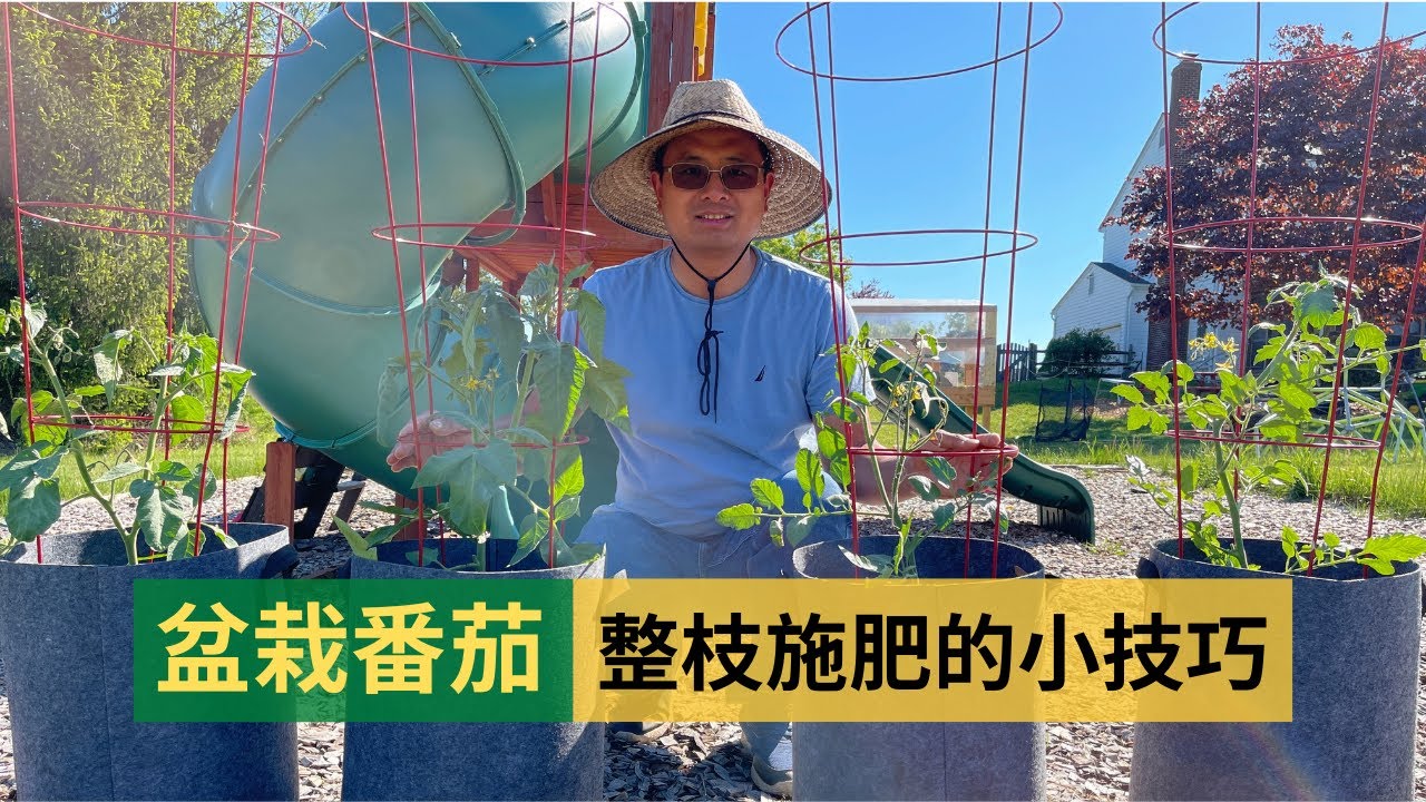 种植袋盆栽番茄，整枝施肥培土的小技巧