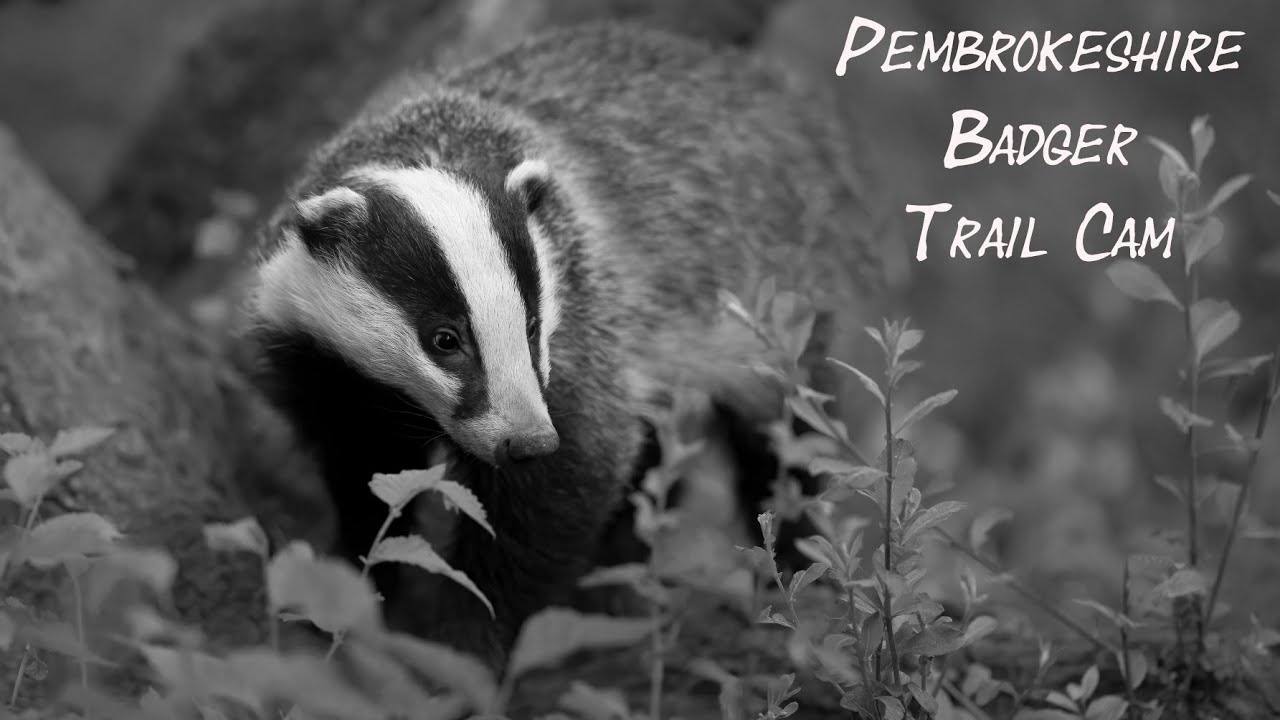 Pembrokeshire Badger Trail Camera