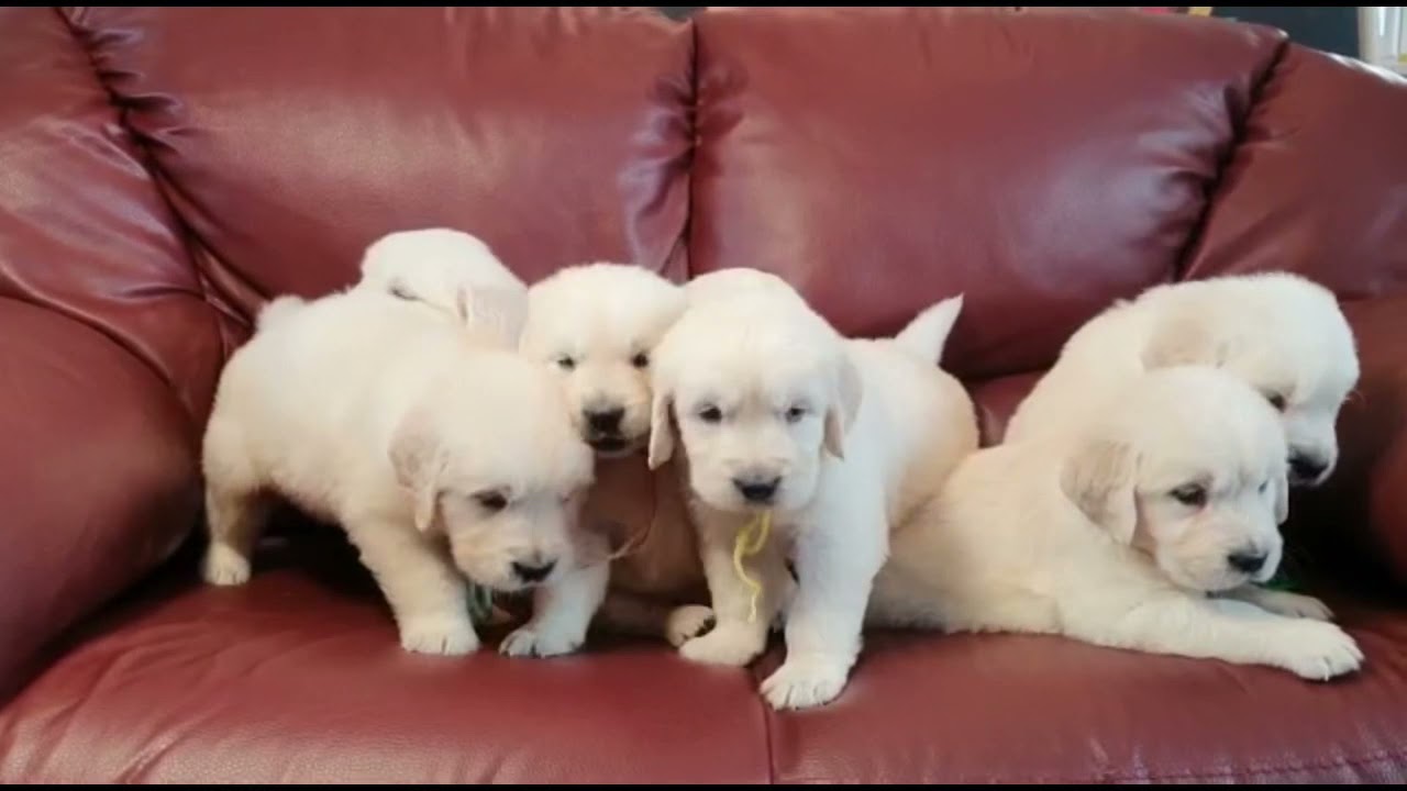 One month old Golden Retriever puppies from Sacha and Apro&rsquo;s litter