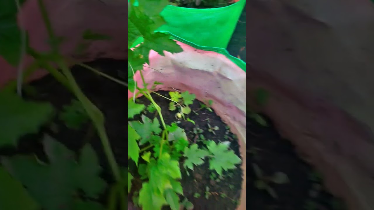 Tips to get fruits and harvest from Bel wali sabzi karela and turai #sabzi #vegetables #2024 #bel #g